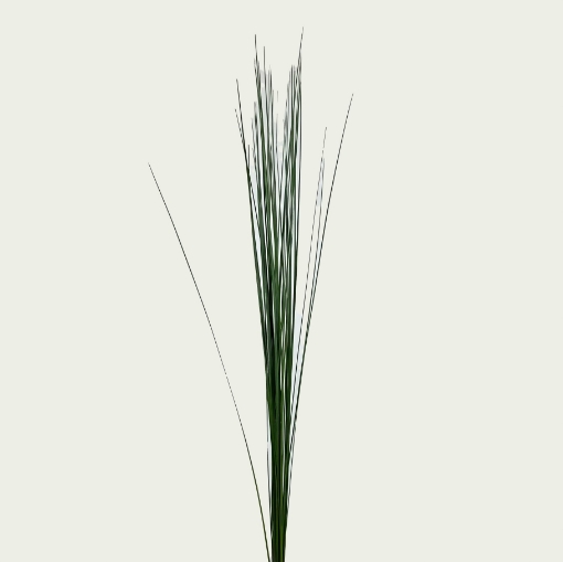 Picture of Steelgrass