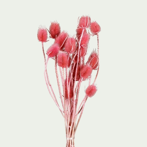 Picture of Dipsacus Pink