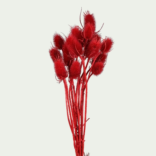 Picture of Dipsacus Red 
