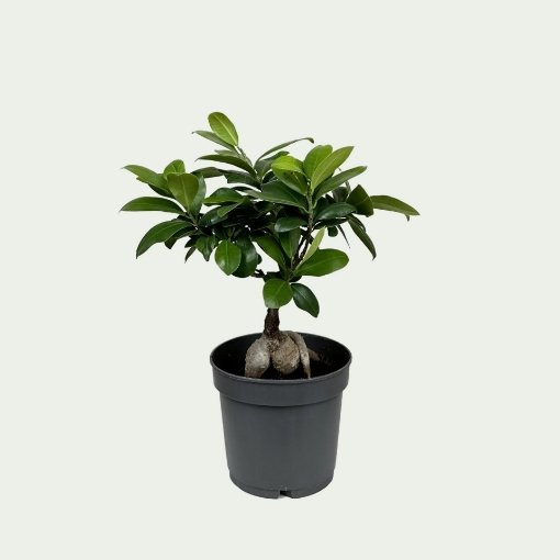 Picture of Ficus 9