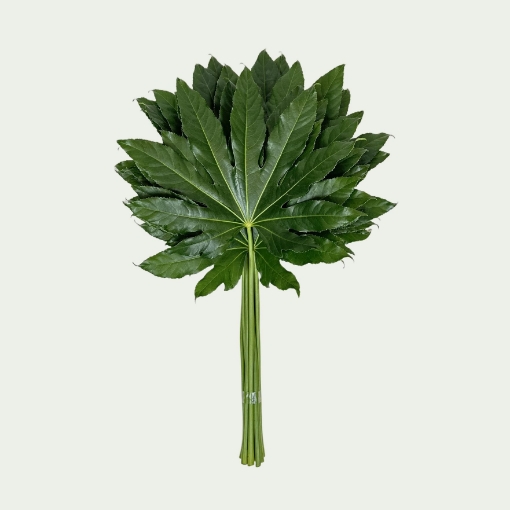 Picture of Aralia