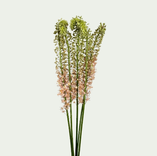 Picture of Eremurus