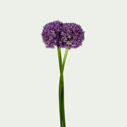 Picture of Large Allium