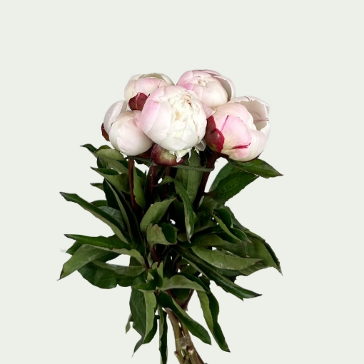 Picture of Gardenia