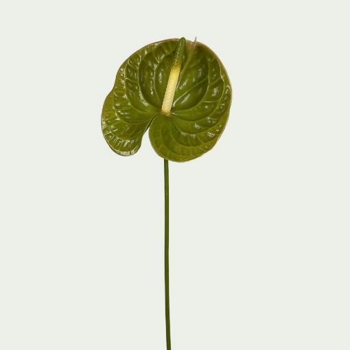 Picture of Olivius