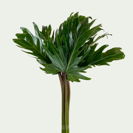 Picture of Xanadu Leaf