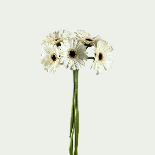Picture of Simplicity