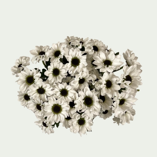 Picture of Simplicity