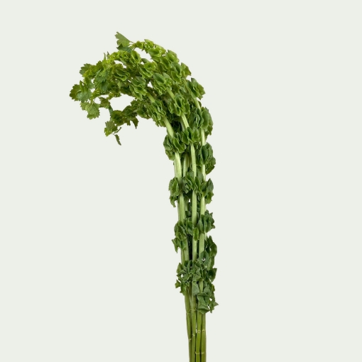 Picture of Moluccella