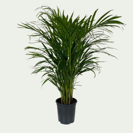 Picture of Areca 