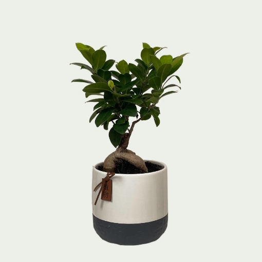 Picture of Ficus 10