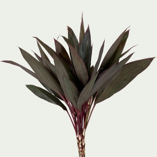 Picture of Cordyline Red