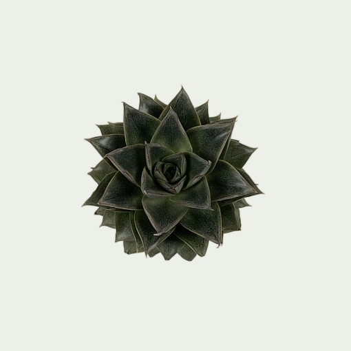 Picture of Echeveria 1