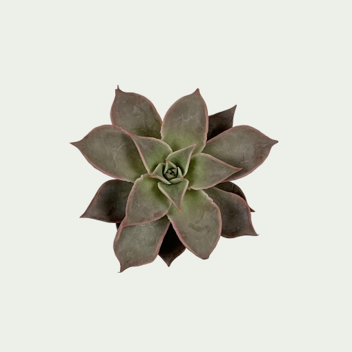 Picture of Echeveria 2