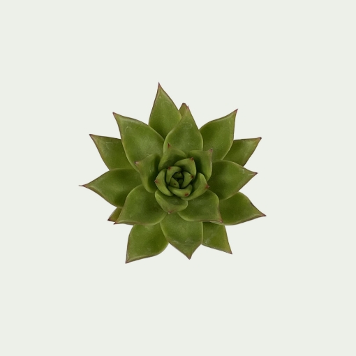 Picture of Echeveria 3