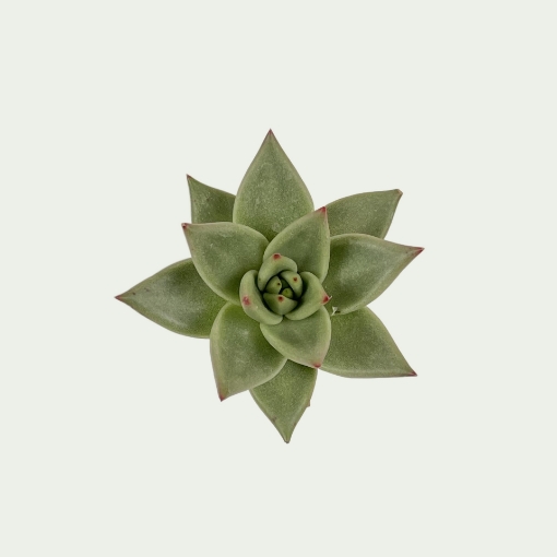 Picture of Echeveria 4