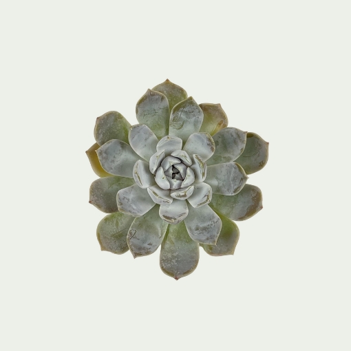 Picture of Echeveria 5