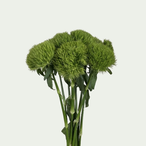 Picture of Kiwi Mellow