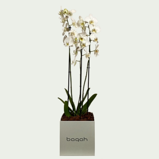 Picture of White orchids