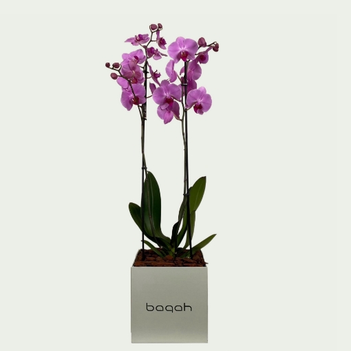 Picture of Pink orchids 