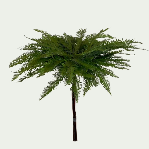 Picture of Umbrella Fern