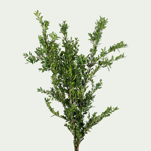 Picture of Buxus