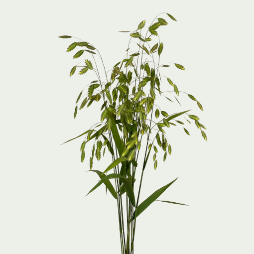 Picture of Sea Oats