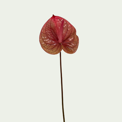 Picture of Pink Tea