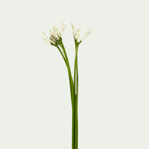 Picture of Bianca
