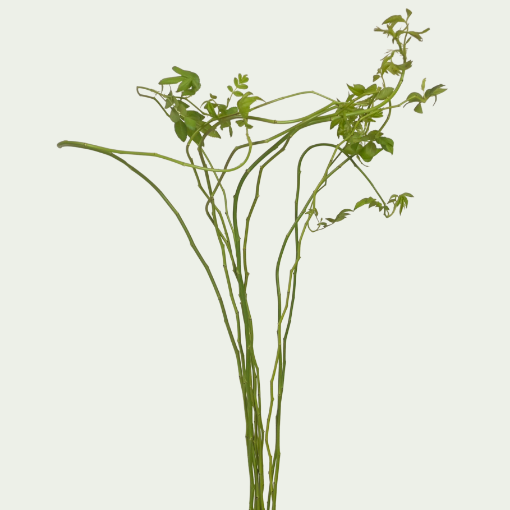 Picture of Green Show
