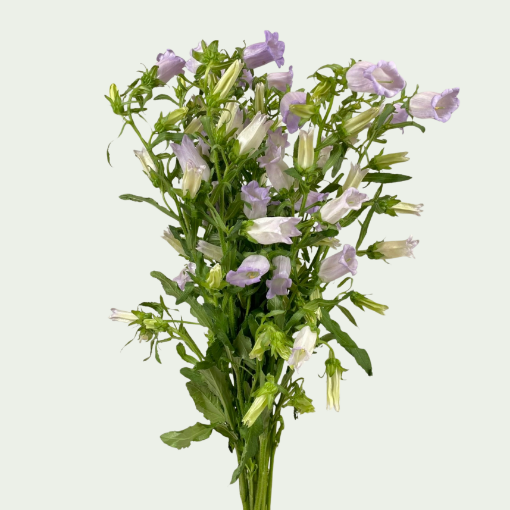 Picture of Champion Lavender