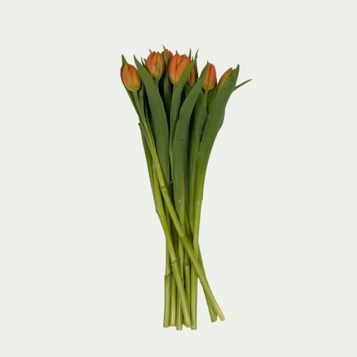 Picture of Double Caracas