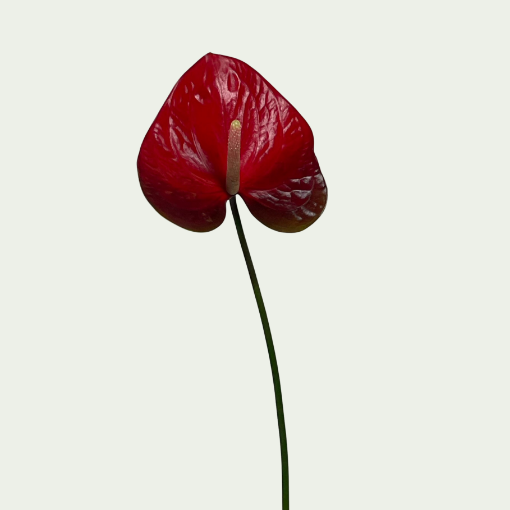 Picture of Red Amor