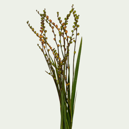 Picture of Crocosmia Berry