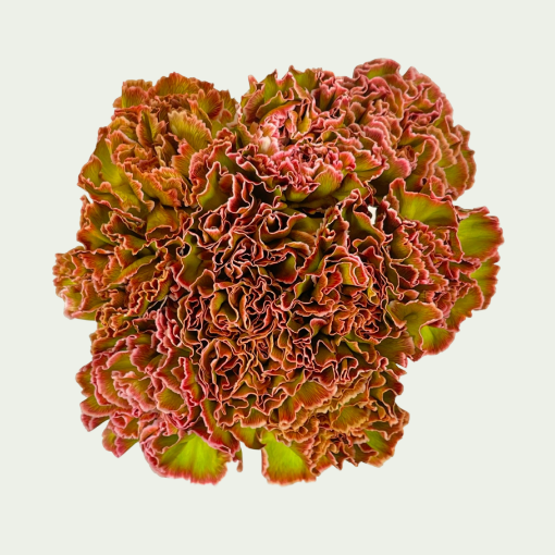 Picture of Hortensia