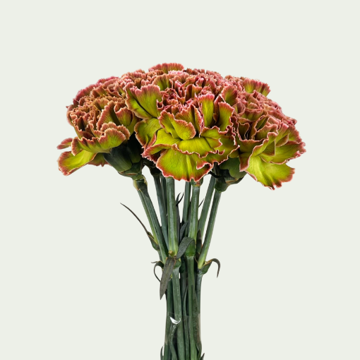 Picture of Hortensia