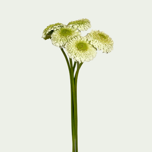 Picture of Kermit