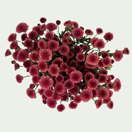 Picture of Madiba Cherry