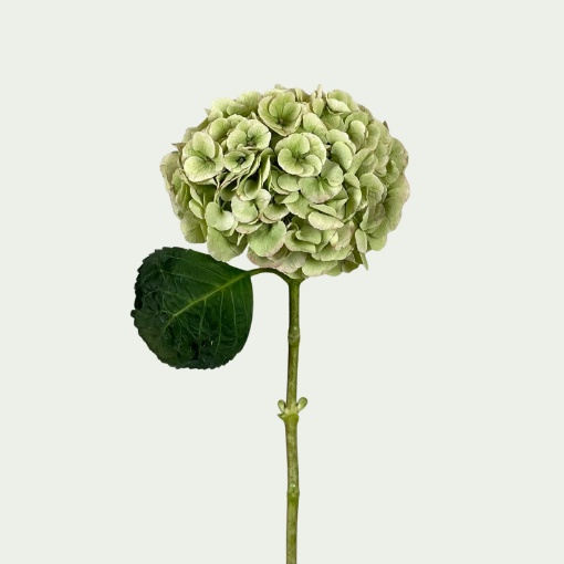 Picture of Beautiful Matcha