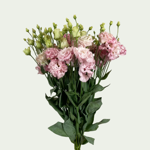 Picture of Alissa Pink