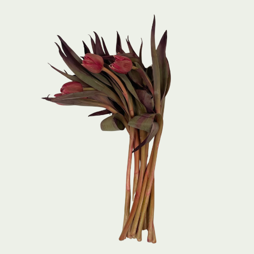 Picture of Double Red