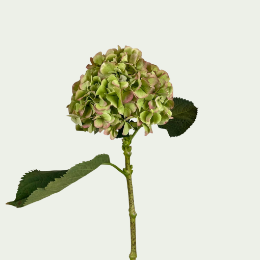 Picture of Verena Green Pi