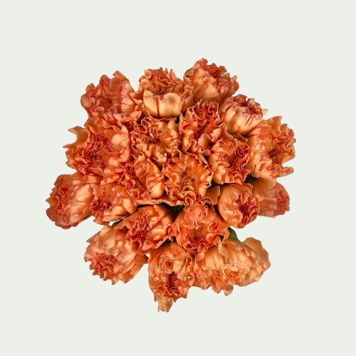 Picture of Gobi