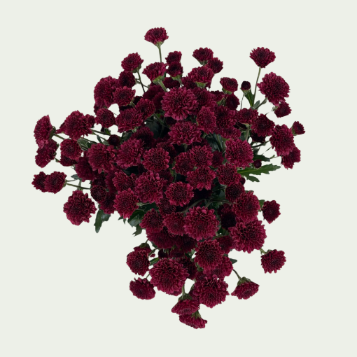 Picture of Madiba Purple