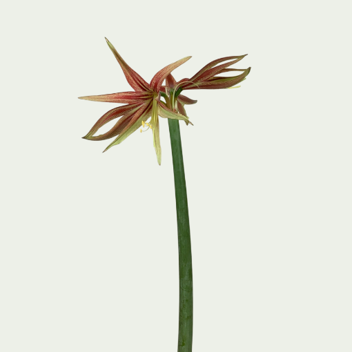 Picture of Spider Tango