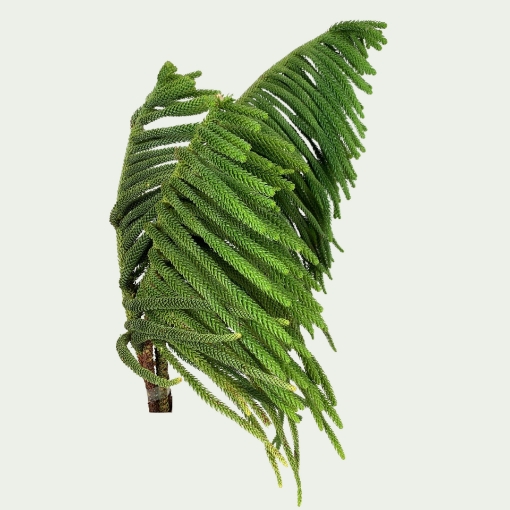 Picture of Araucaria