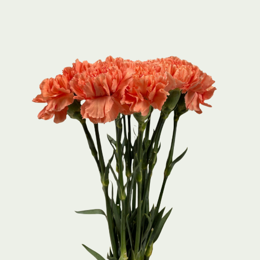 Picture of Hermes Orange 