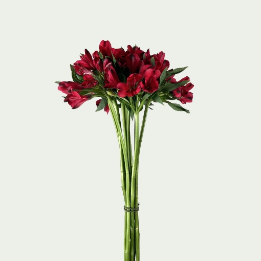 Picture of Red Star