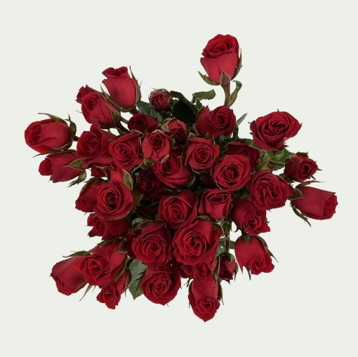 Picture of Red Star