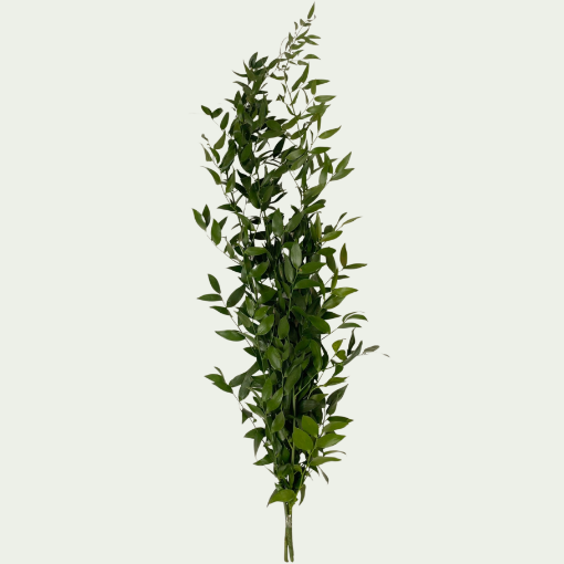 Picture of Ruscus